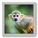 Quadro Decorativo - Macaco - 020qdsb