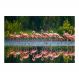 Painel Adesivo de Parede - Flamingos - Animais - 1694png