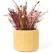 Vaso Estados Artesanal Decorativo 10cm Amazonas em Cimento - Amarelo