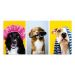 Kit 3 Quadros Decorativos Petshop Cachorros Banho Placas Mdf