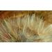 Quadro Decorativo Floral Contemporâneo Fotografico, Tela em Canvas na Horizontal, ideal para ambiente de Sala, Quarto e Hall (100x70 cm)