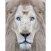 Quadro Decorativo Natureza Leão Tela em Canvas, na posição Vertical, ideal para ambiente de Sala, Quarto e Hall  (100x70 cm)