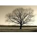 Quadro Decorativo Paisagem Contemporânea Fotografica, Tela em Canvas na Horizontal, ideal para ambiente de Sala, Quarto e Hall (100x70 cm)