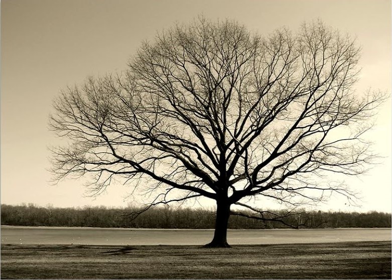 Quadro Decorativo Paisagem Contemporânea Fotografica, Tela em Canvas na Horizontal, ideal para ambiente de Sala, Quarto e Hall (100x70 cm)