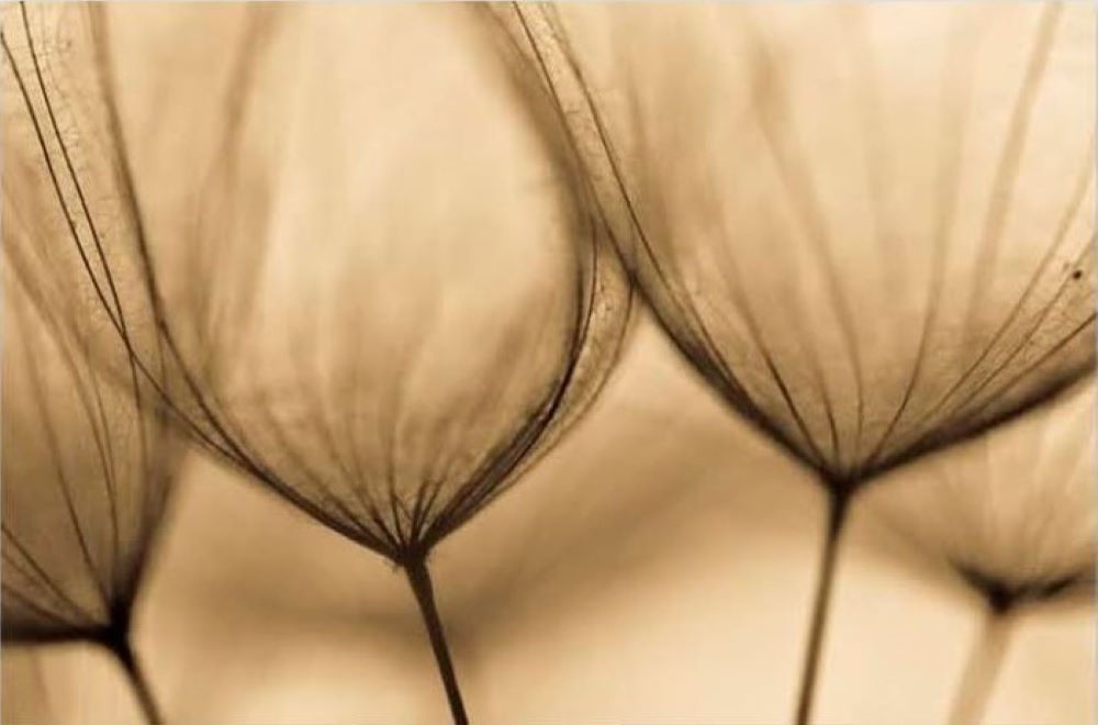 Quadro Decorativo Floral Contemporâneo Fotografico, Tela em Canvas na Horizontal, ideal para ambiente de Sala, Quarto e Hall (100x70 cm)
