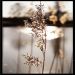 Quadro Decorativo Floral Foto Natureza com Moldura Caixa, na posição Horizontal, ideal para ambiente de Sala, Quarto e Escritorio  (90x70cm)