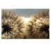 Quadro Decorativo Floral Fotografico Dente de Leão, Tela em Canvas na Horizontal ideal para ambiente de Sala de estar, jantar, reuniões, Quarto e Hall de entrada