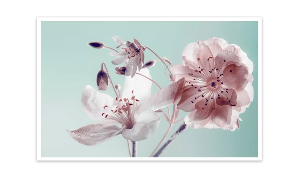 Quadro Decorativo Floral Fotografico com Moldura Caixa Branca, na posição Horizontal, ideal para ambiente de Sala, Quarto e Hall (100x70 cm)