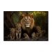 Quadro Decorativo Leão Natureza com Moldura Caixa de 3cm de Profundidade, na posição Horizontal, ideal para ambiente de Sala, Quarto e Hall de Entrada