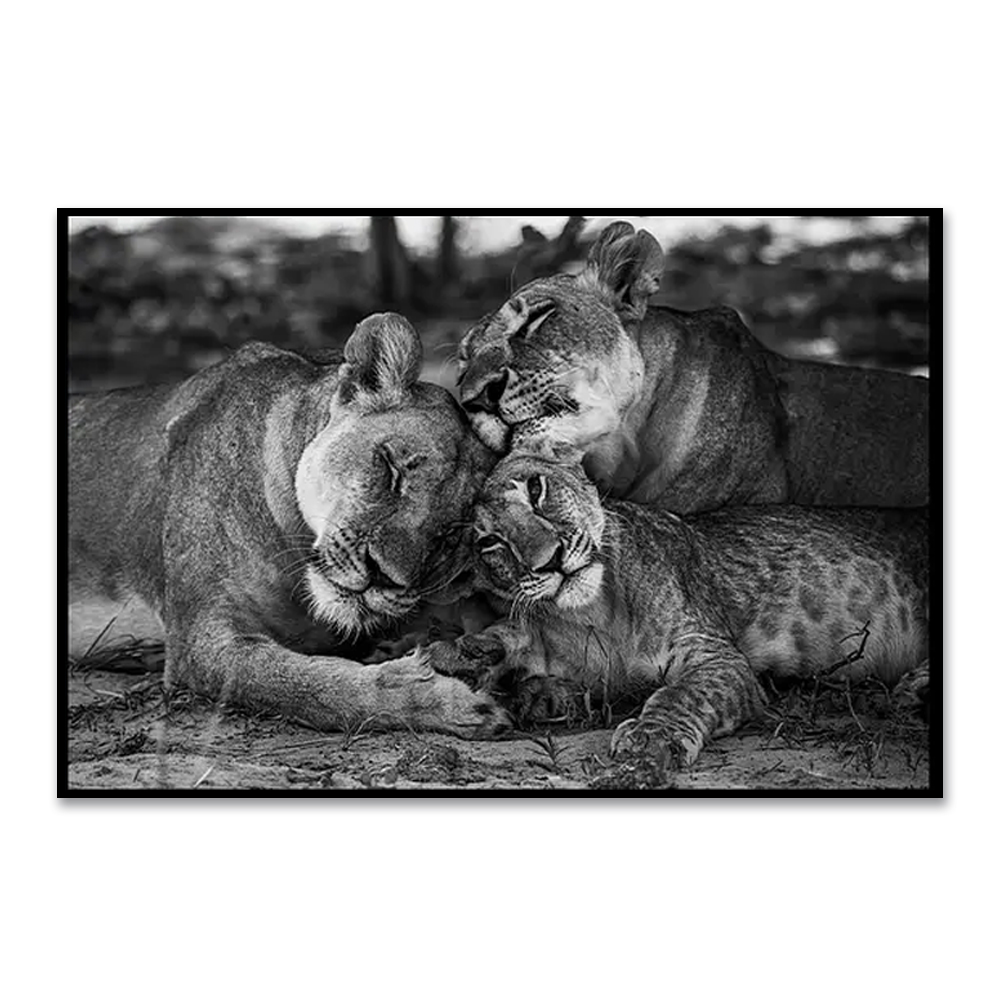 Quadro Decorativo Leão Natureza com Moldura Caixa de 3cm de Profundidade, na posição Horizontal, ideal para ambiente de Sala, Quarto e Hall de Entrada