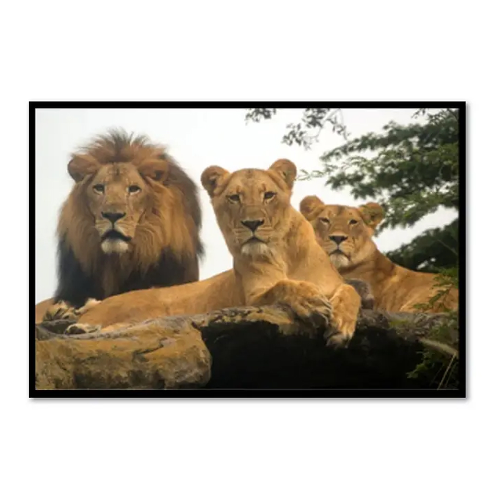 Quadro Decorativo Leão Natureza com Moldura Caixa de 3cm de Profundidade, na posição Horizontal, ideal para ambiente de Sala, Quarto e Hall de Entrada