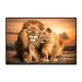 Quadro Decorativo Leão Natureza com Moldura Caixa de 3cm de Profundidade, na posição Horizontal, ideal para ambiente de Sala, Quarto e Hall de Entrada