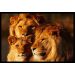 Quadro Decorativo Leão Natureza com Moldura Caixa, na posição Horizontal, ideal para ambiente de Sala, Quarto e Hall de Entrada  (90x70cm)