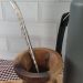 Bomba para Tomar Chimarrão Mate Inox Mil Furos 24cm Bortonaggio Chima Bojo Rosca Escovinha