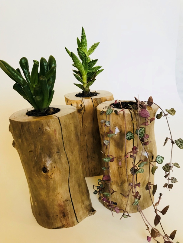 Vaso para Suculentas e Cactos