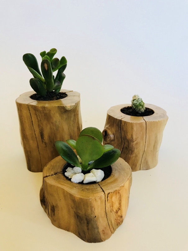 Vaso para Suculentas e Cactos