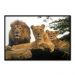 Quadro Decorativo Leão Natureza com Moldura Caixa de 3cm de Profundidade, na posição Horizontal, ideal para ambiente de Sala, Quarto e Hall de Entrada