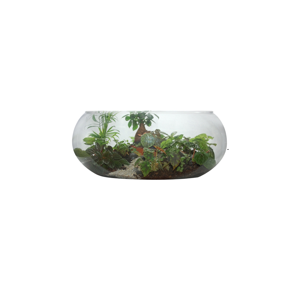 Vaso Mini Terrário de Vidro para Suculentas 9x15x18cm 