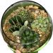 Vaso Terrário de Vidro Transparente - Flores, Plantas e Velas - 11AX19Cx22L 