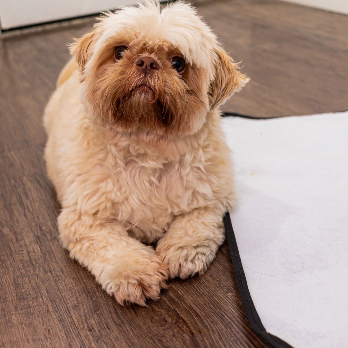 Tapete Higiênico Lavável Reutilizável Pet Tamanho G