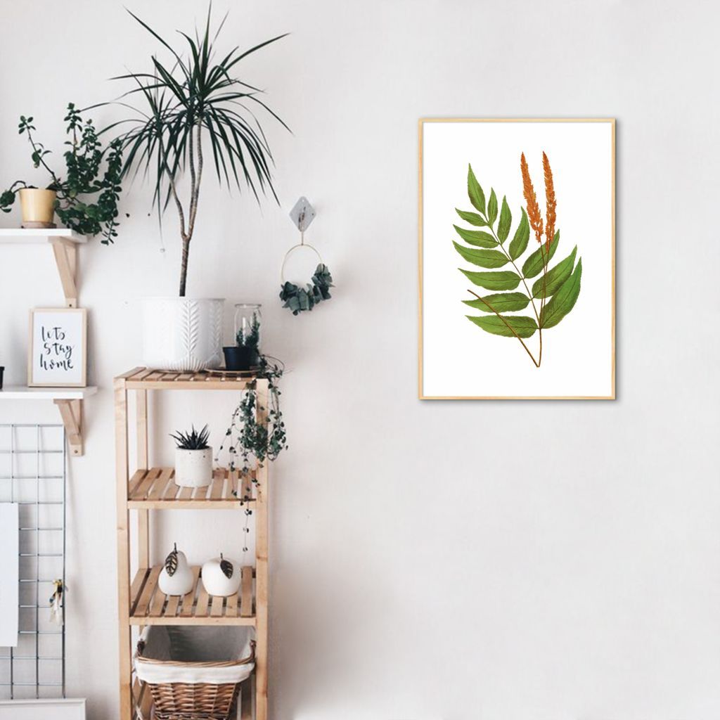 Quadro Botânica Anemidictyon Phyllitidis 60x43 Filete Marfim