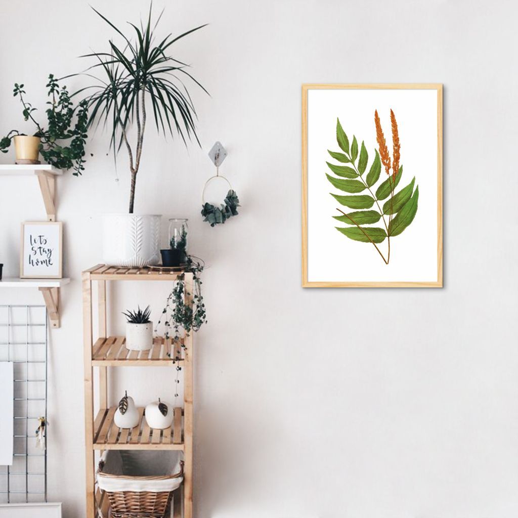 Quadro Botânica Anemidictyon Phyllitidis 86x60 Caixa Marfim