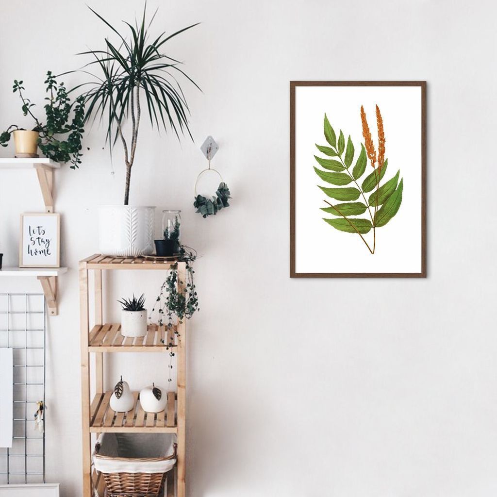 Quadro Botânica Anemidictyon Phyllitidis 86x60 Caixa Marrom