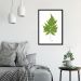 Quadro Botânica Aspidium Cicutarium 60x43 Caixa Preto