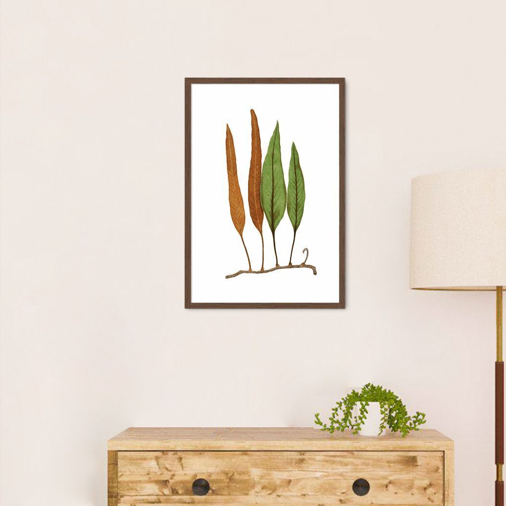Quadro Botânica Folhas Niphobolus Ingua 43x30 Caixa Marrom