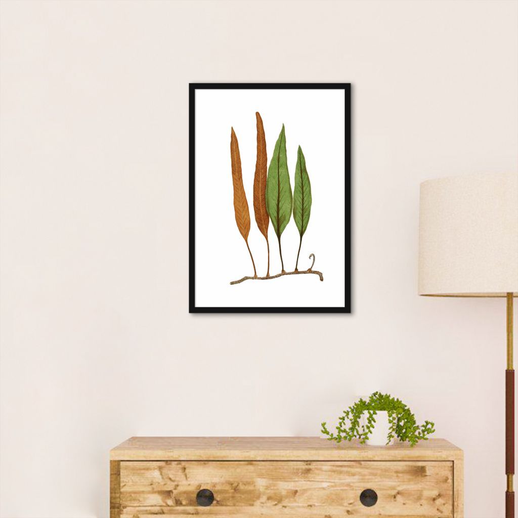 Quadro Botânica Folhas Niphobolus Ingua 60x43 Caixa Preto
