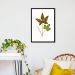 Quadro Botânica Hemionitis Palmata 100x70 Caixa Preto