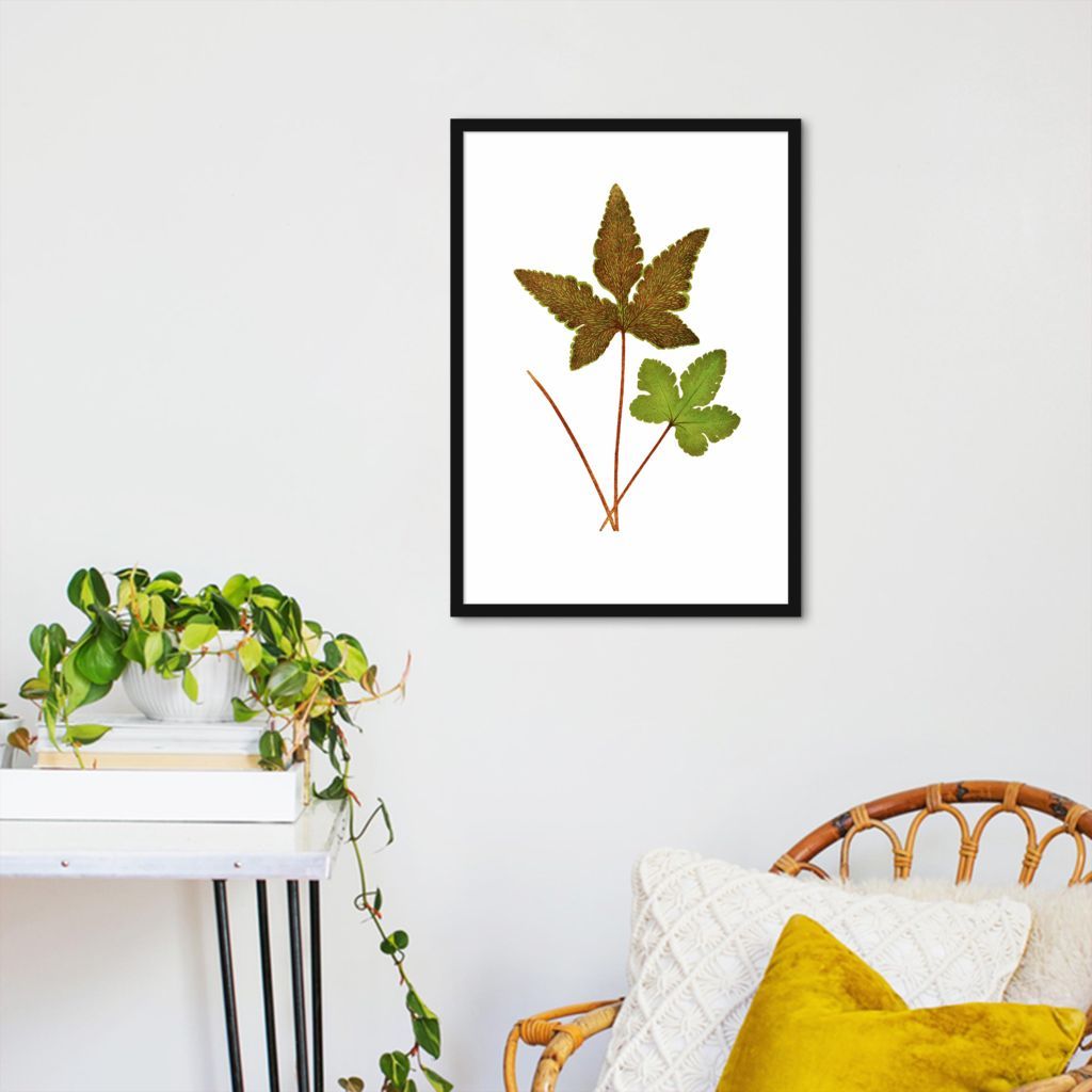 Quadro Botânica Hemionitis Palmata 100x70 Caixa Preto