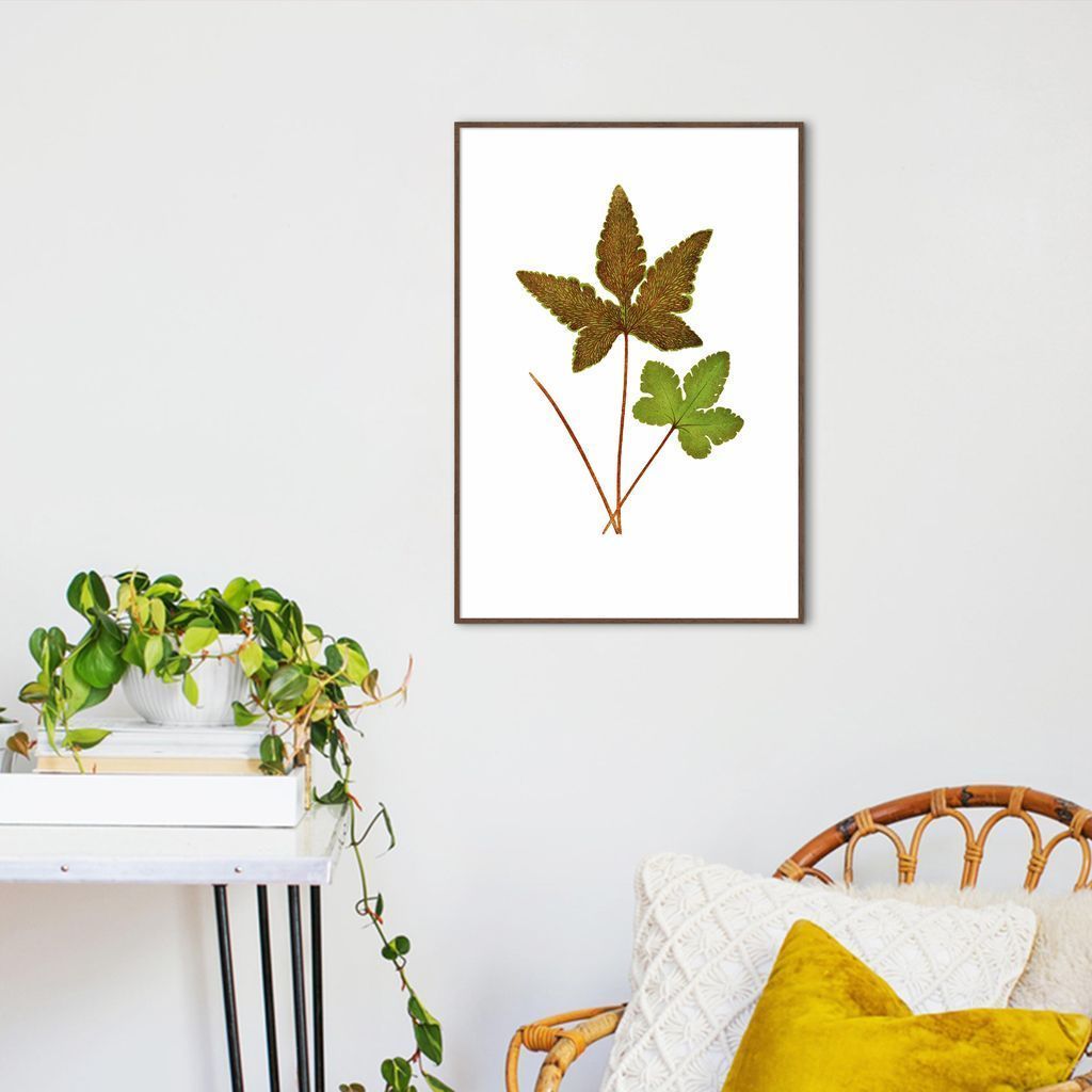 Quadro Botânica Hemionitis Palmata 100x70 Filete Marrom