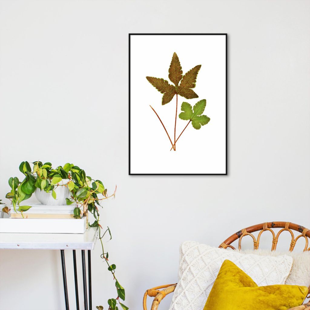 Quadro Botânica Hemionitis Palmata 43x30 Filete Preto