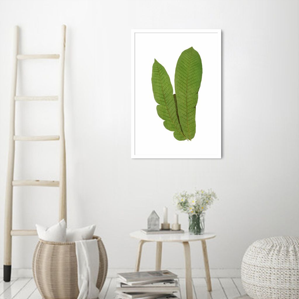 Quadro Botânica Polypodium Musaefolium 100x70 Caixa Branco
