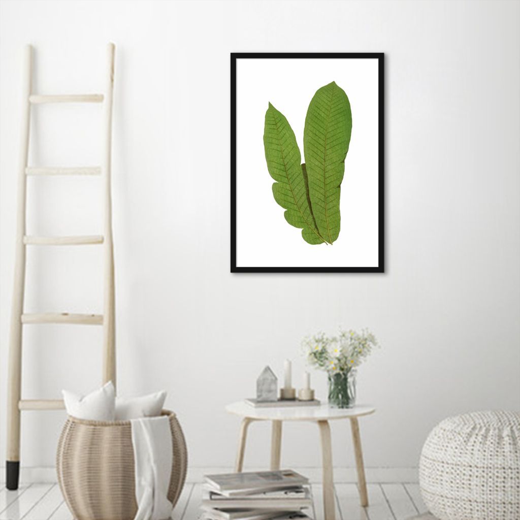 Quadro Botânica Polypodium Musaefolium 60x43 Caixa Preto
