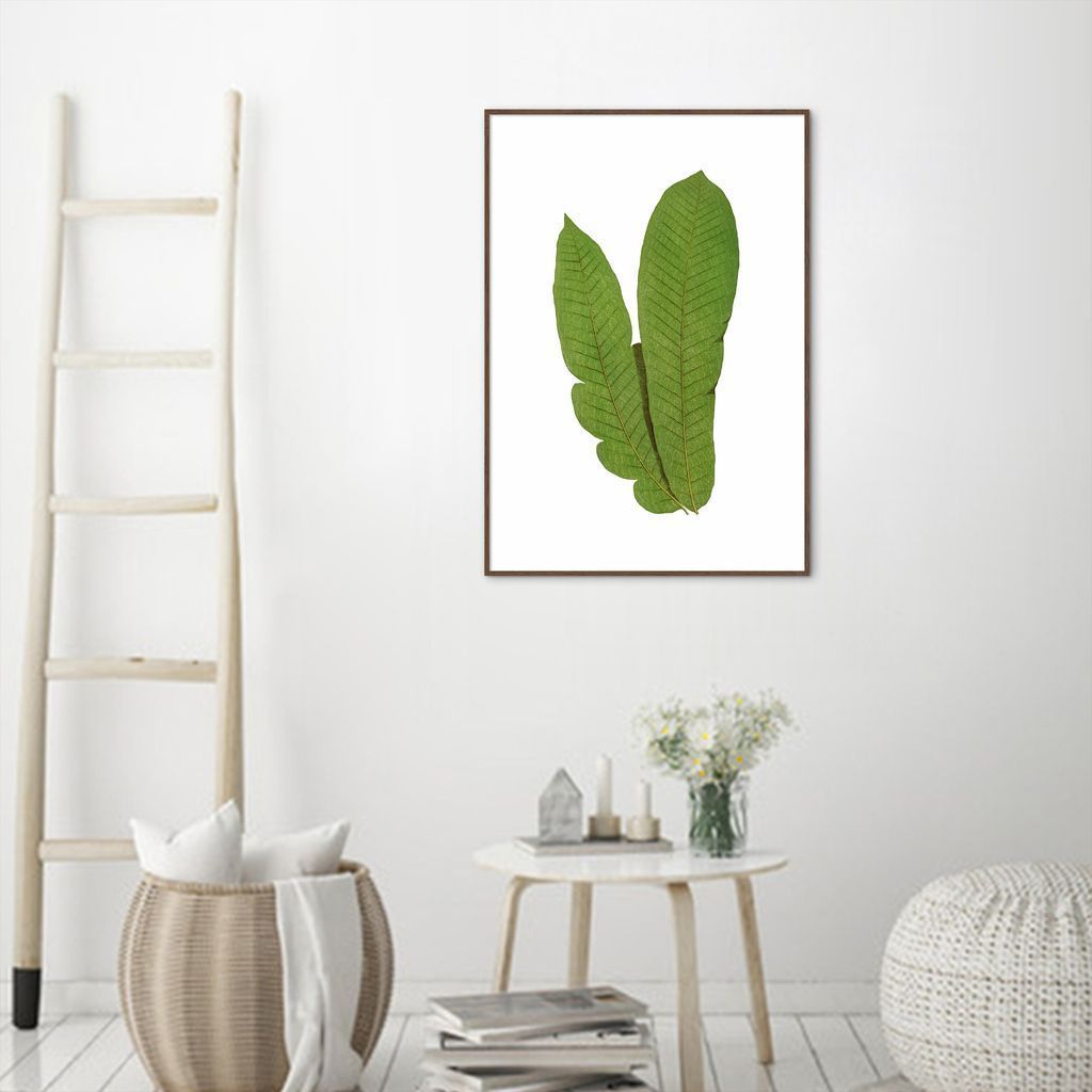 Quadro Botânica Polypodium Musaefolium 60x43 Filete Marrom