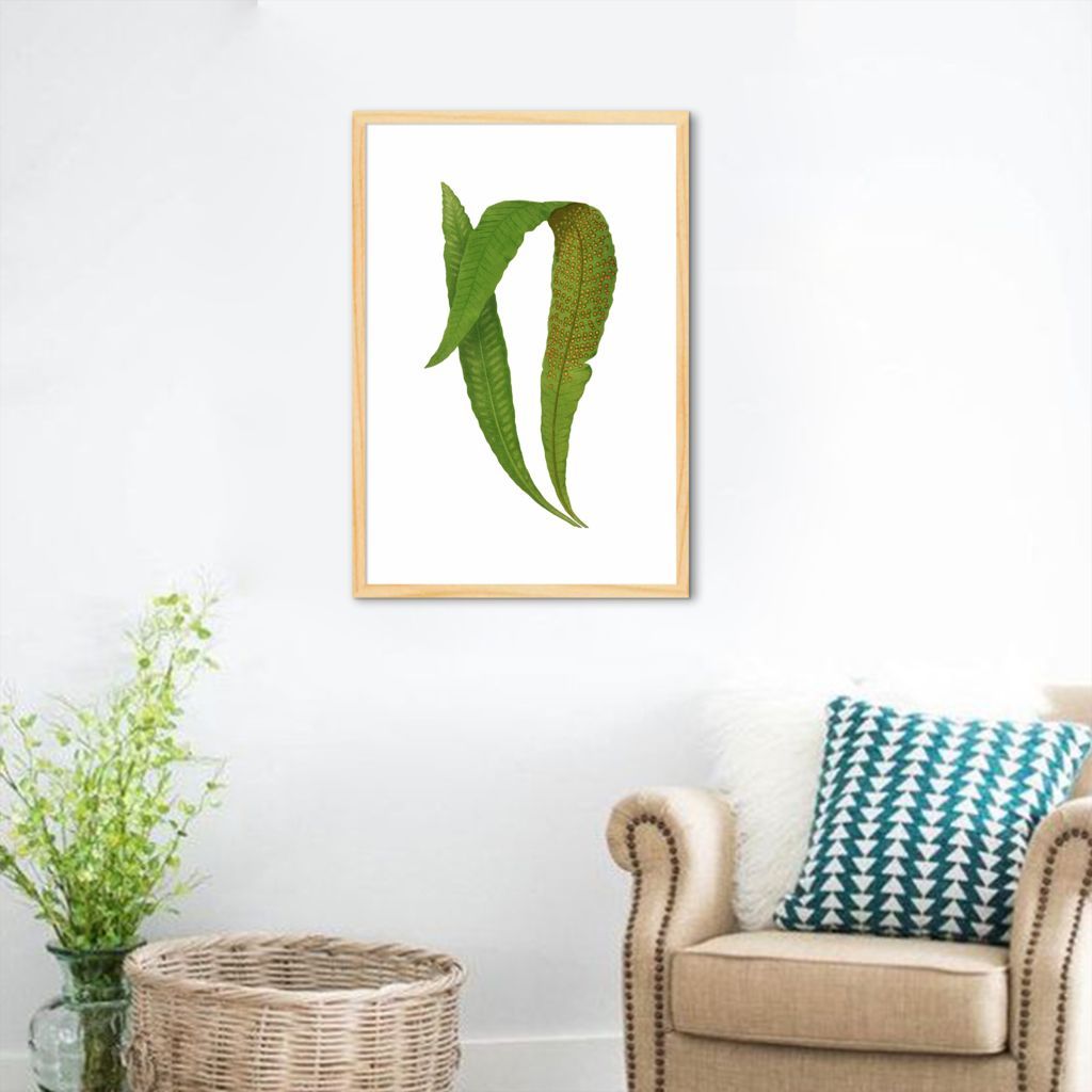 Quadro Botânica Polypodium Nitidum 100x70 Caixa Marfim