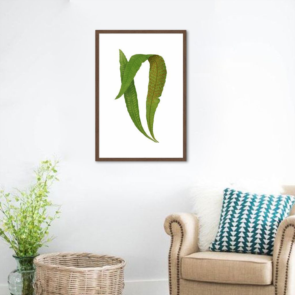 Quadro Botânica Polypodium Nitidum 43x30 Caixa Marrom
