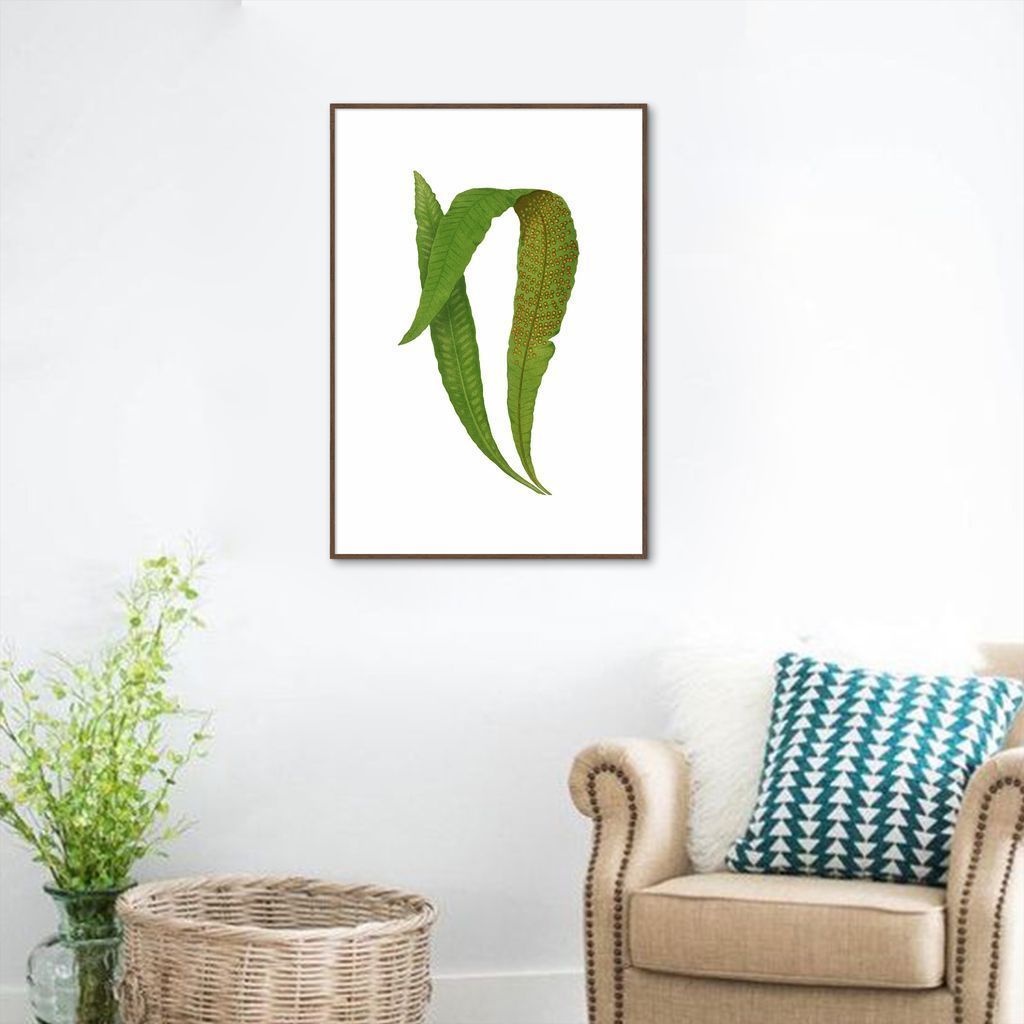 Quadro Botânica Polypodium Nitidum 60x43 Filete Marrom