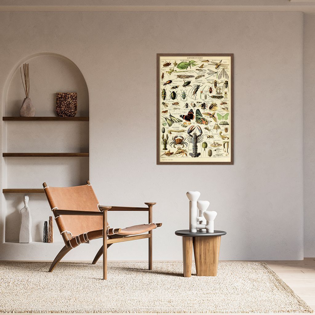 Quadro Vintage Artropodes 43x30 Caixa Marrom