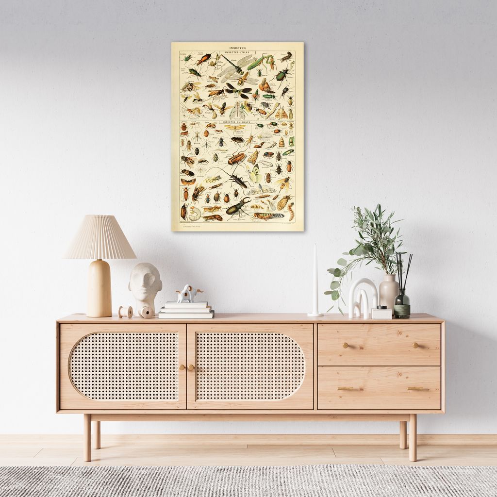 Quadro Vintage Insetos II 43x30 Sem Moldura