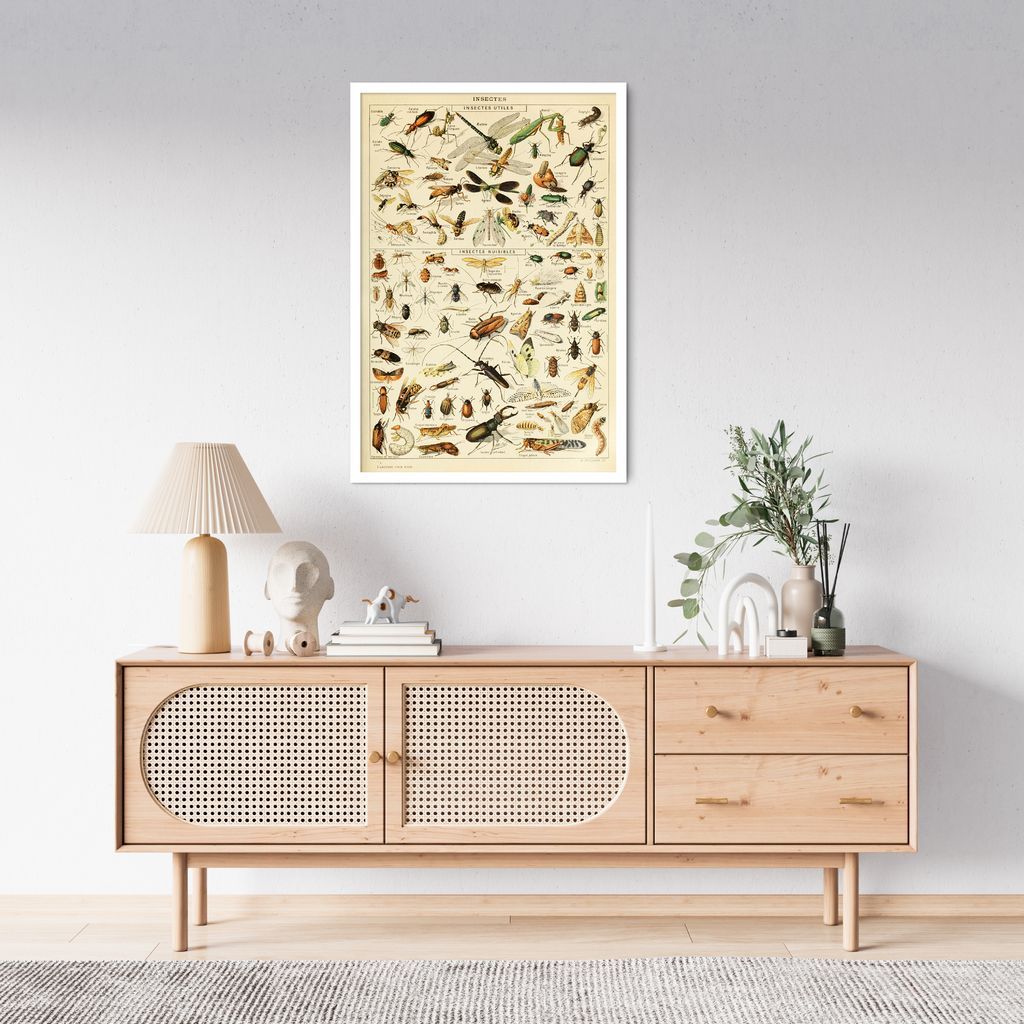 Quadro Vintage Insetos II 60x43 Caixa Branco