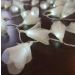 Cordão Luminoso Luz de Fada Organza Amarela 110v
