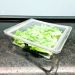 Travessa Quadrada Hermética 1,9L Crippa com Tampa Porta Frios Saladas Frutas Transparente
