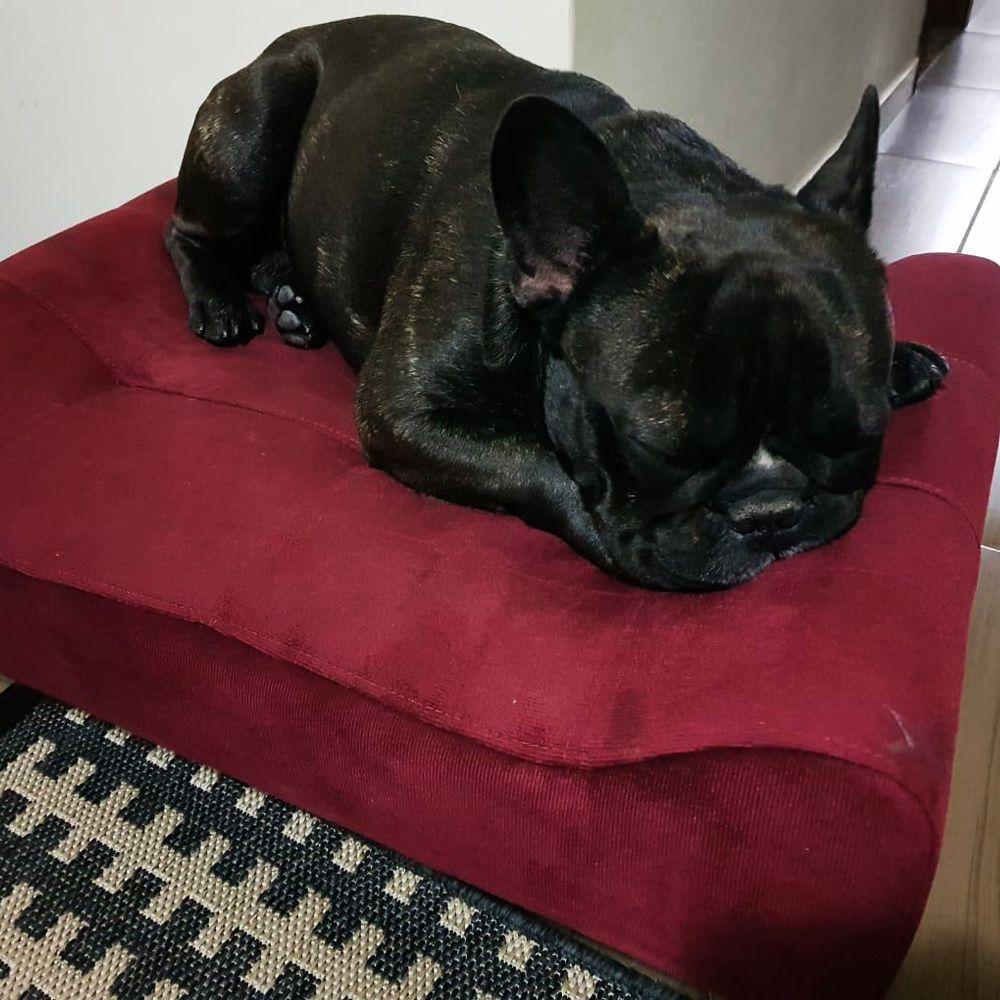 Puff Decorativo Cancun Suede Preto Trazendo Conforto ao seu Pet