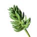 Folhagem Artificial Suculenta 11cm - D'Rossi