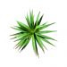 Folhagem Artificial Suculenta 19cm - D'Rossi