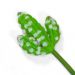 Folhagem Artificial Suculenta Cacto 10cm - D'Rossi