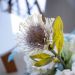 Haste de Flor Artificial Protea Creme Outono 42 cm - D'Rossi